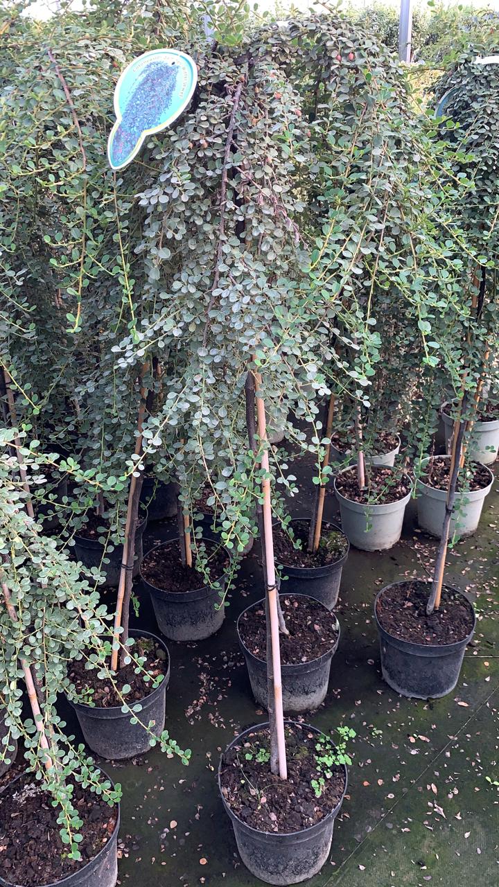 Кизильник даммера укореняющийся Винтер Джевел штамб 120